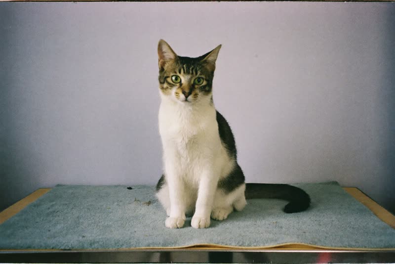 A cat sitting on a grooming mat in a quiet grooming room