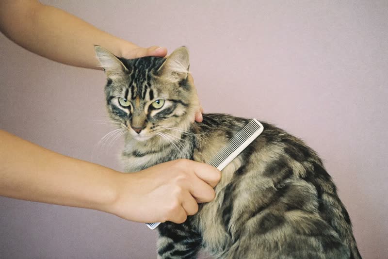Hands combing a long-haired cat's shoulder