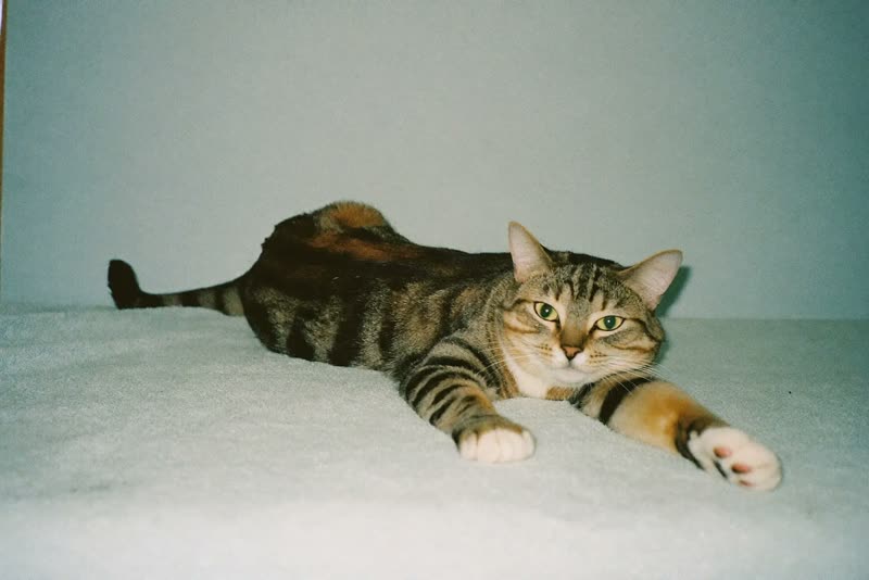 A relaxed cat resting on a towel after grooming
