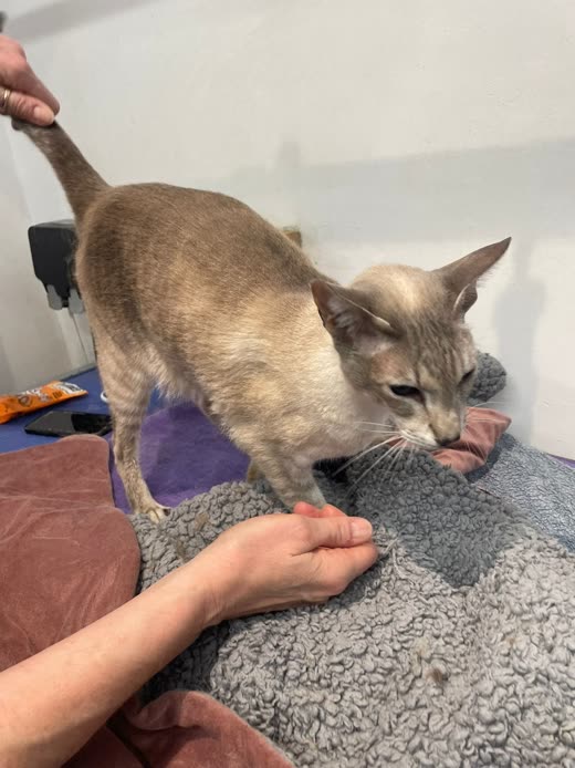 A groomer's hands steadying a slender fawn-pointed Siamese cat on a grooming table