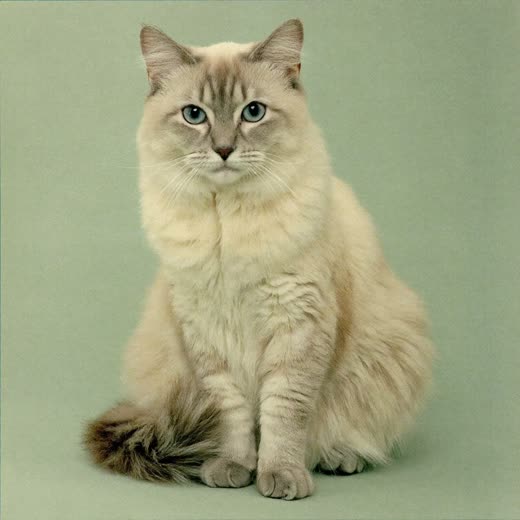 A long-haired cat with a freshly brushed coat