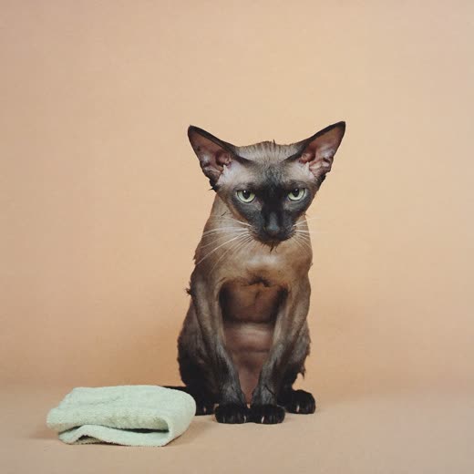 A short-haired cat just after a bath, beside a folded towel